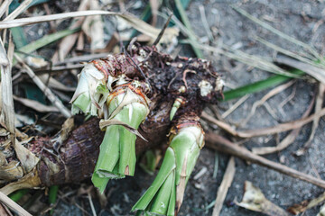 the roots of a plant with cut leaves lie on the ground
