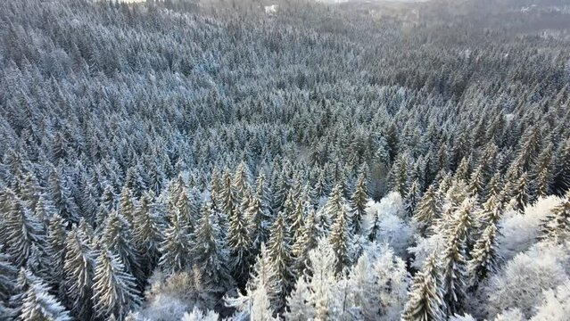 Winter landscape above snowy mountain and forest of pine trees from drone.