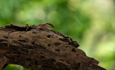 The Central American banded gecko is a medium-sized gecko species in the genus Coleonyx, native to Central America and first described by Wilhelm Peters in 1863.