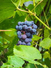 grapes on vine