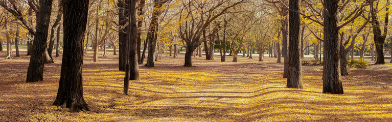 autumn park banner