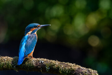Common Kingfisher (Alcedo atthis) fishing in the forest in the Netherlands