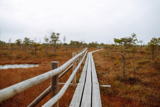 Walk along the wooden path along the swamp, wetlands in the natural park. The concept of nature. View of the swamps.