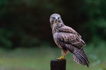 Common Buzzard (Buteo buteo) searching for food in the forest of Noord Brabant in the Netherlands.  Green forest background