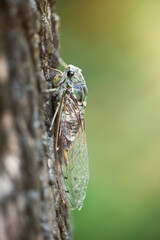  Small cicada ,green cicada on the tree
