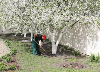 worker loosens the soil with a shovel in the garden, spring agriculture concept details, caring for fruit trees. Abundantly blooming cherry and cherry trees in the garden in spring