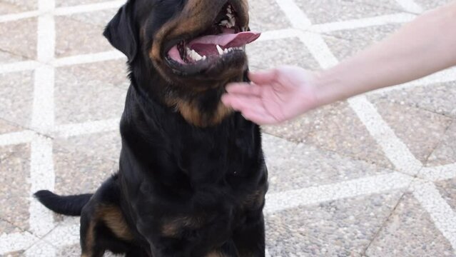 Male rottweiler dog giving the paw to his trainer, female trainer, natural colors, warm colors.