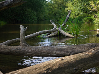 Fototapeta na wymiar Fallen tree and logs in the swider river 1