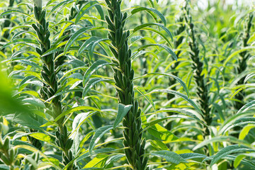 Sesame seed plants crop in the field