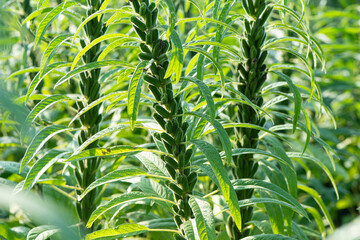 Sesame seed plants crop in the field