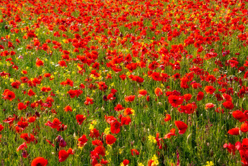 Red poppy flowers blooming on summer meadow
