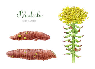 Rhodiola rosea plant. Watercolor botanical illustration set. Painted medicinal adaptogenic herb detailed image. Rhodiola rosea plant with stem, leaves, root elements on white background