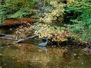 Gray heron in autumn park