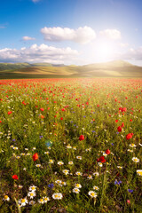 Wild flowers in a summer meadow in mountain valley