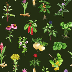 Medicinal adaptogenic plants and herbs seamless pattern. Watercolor botanical illustration. Hand drawn different organic fresh medicinal plant and herb seamless pattern. Dark background