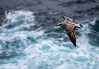 Gaviota patiamarilla (Larus michahellis) joven sobrevolando el mar