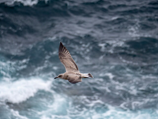 Gaviota patiamarilla (Larus michahellis) joven sobrevolando el mar