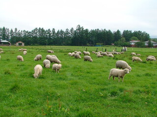 sheep in the field (羊牧場)