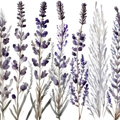 Image of water color pressed and dried lavender flowers on  a white background 