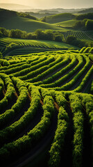 Fototapeta premium A Beautiful View of Rice Terraces Ricefield in Rainy Season