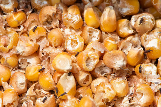 Corn weevil, Maize weevil beetles insect damaged corn grain.