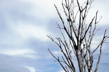 Leafless tree with clouds sky background, Nature background