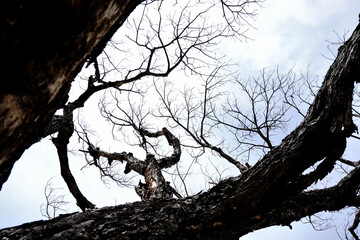 Leafless tree top with clouds background, Scary background
