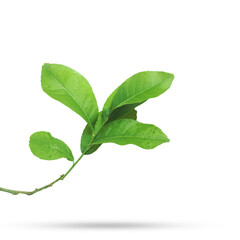 Branch of Lemon isolated on transparent background.