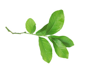 Lemon leaves isolated on transparent background.