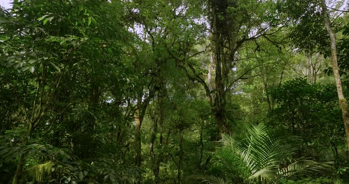 Drone view of Bali. Tropical forest interior. Nature background of a rainforest