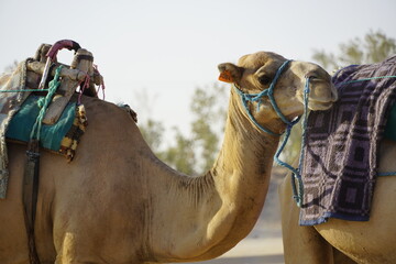 Camels in the Sahara