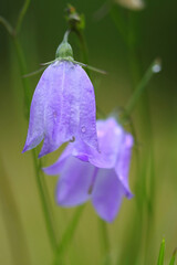 Close up image of a Harebells with Dew droplets, County Durham, England, UK.