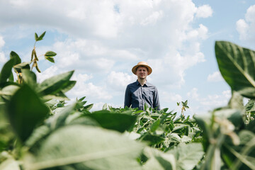 Farmer, agronomist in the soybean field. Controlling the growth of agricultural crops. Green soy with beans. Front view