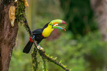 The chestnut-jawed toucan or Swainson's toucan is a subspecies of the yellow-throated toucan that...