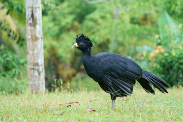 Great curassow (Crax rubra) in the wild