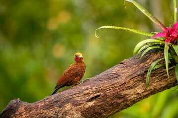 Celeus loricatus is a species of bird classified in the Picidae family. It lives in Colombia, Costa Rica, Ecuador, Nicaragua and Panama.