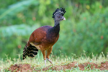 Great curassow (Crax rubra) in the wild