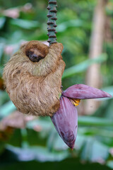 Sloth sleeping in the jungle