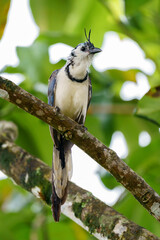 White-throated magpie-jay (Calocitta formosa) in the jungle