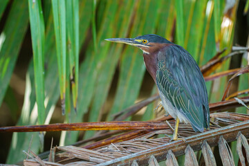 Green heron (Butorides virescens) in the wild