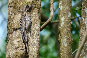 Common potoo (Nyctibius griseus) in the wild