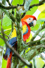 Scarlet Macaw (Ara macao) in the wild