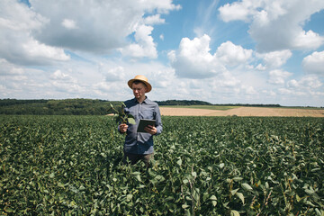 Farmer, agronomist in the soybean field. Controlling the growth of agricultural crops. Green soy with beans. Front view