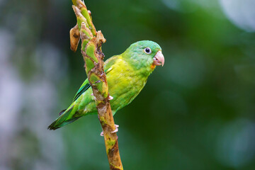 Orange-chinned Parakeet (Brotogeris jugularis) in the jungle