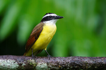 Great kiskadee (Pitangus sulphuratus) in the wild