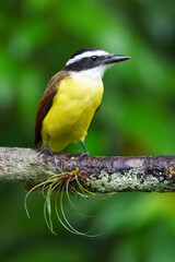 Great kiskadee (Pitangus sulphuratus) in the wild