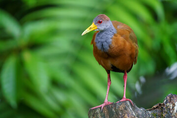 White-bellied Wood-Rail (Aramides albiventris) in the wild