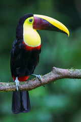 Yellow-throated toucan (Ramphastos ambiguus) in the wild