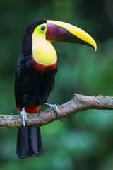Foto auf Glas Yellow-throated toucan (Ramphastos ambiguus) in the wild © Daniel Jara