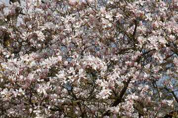 Rosa Magnolienblüten auf  Baumzweigen ,Deutschland